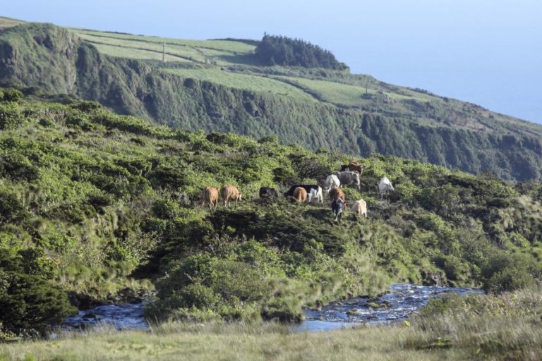 Açores e Madeira solicitam respostas da União Europeia para crise no setor agrícola