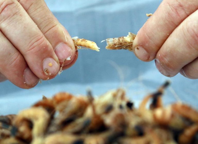 Investigadores do Porto vão usar cascas de camarão para obter produtos sustentáveis