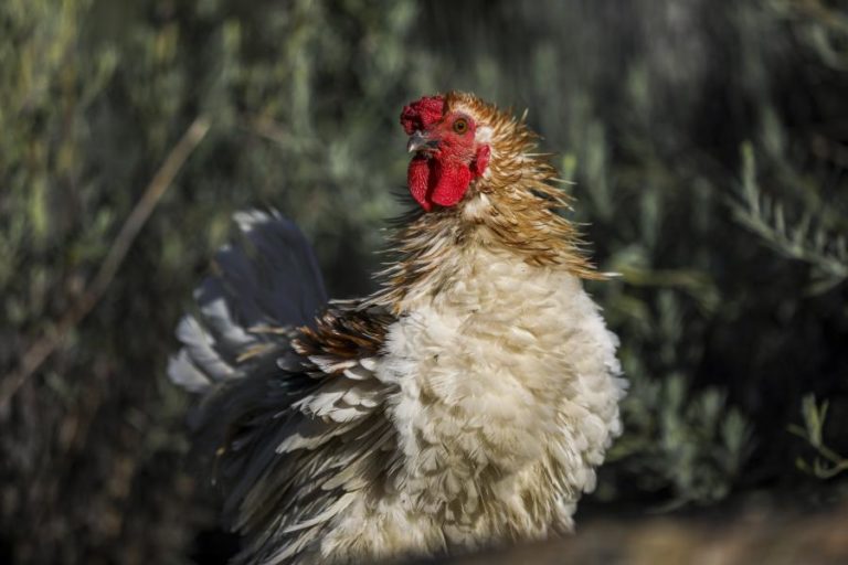 Confirmado quarto foco de gripe das aves em Portugal – DGAV
