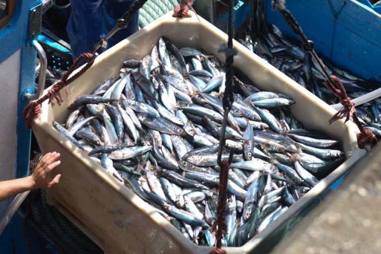 Covid-19: Entrega de pescado nas lotas algarvias subiu com encerramento de restaurantes