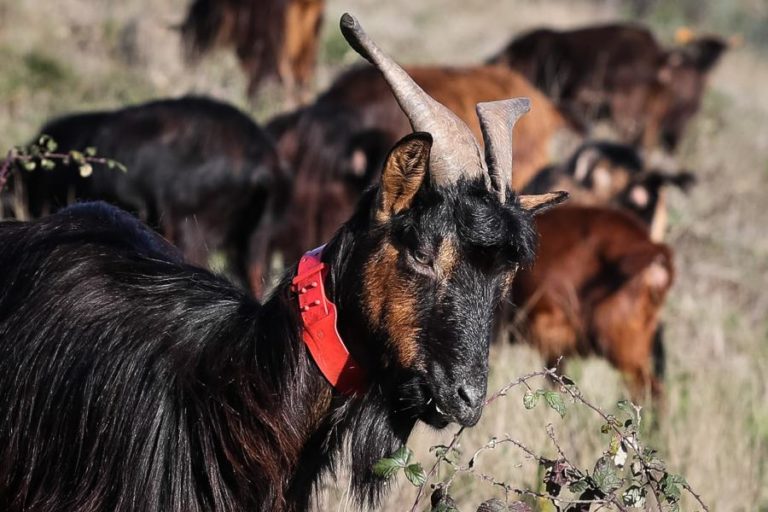 Famílias convidadas a apascentar “cabras sapadoras” em Porto de Mós