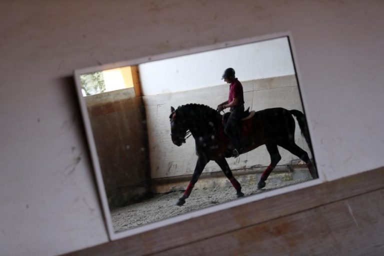 Federação Equestre Portuguesa lança programa para impulsionar a modalidade