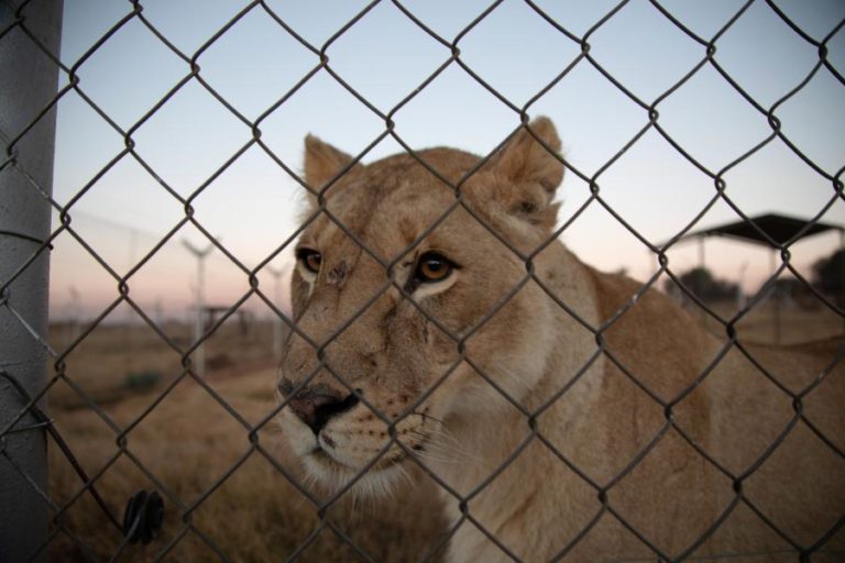 Covid-19: Dois pumas e três leões foram contaminados na África do Sul