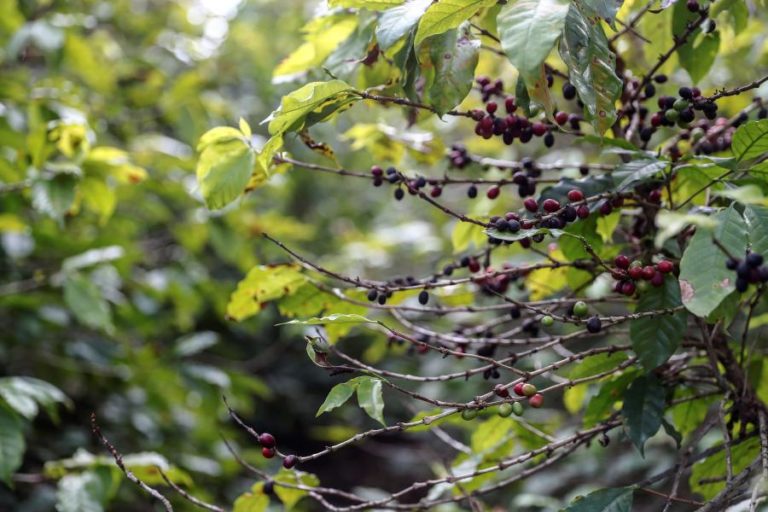 Brasil prevê obter em 2022 a sua terceira melhor colheita de café da história