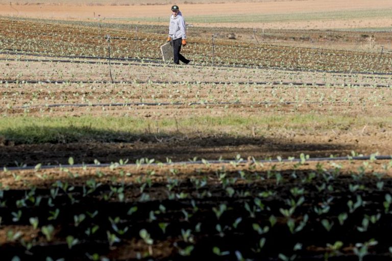 Jovens Agricultores exigem mais apoios e dizem que Ministério da Agricultura está “desmantelado”