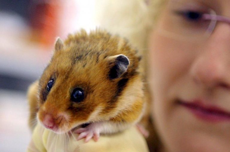 Covid-19: Cerca de 2.000 hamsters vão ser abatidos em Hong Kong por estarem infetados
