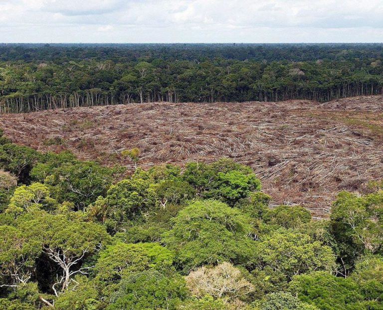 Desflorestação na Amazónia brasileira cresceu 56,6% no Governo de Bolsonaro — ONG