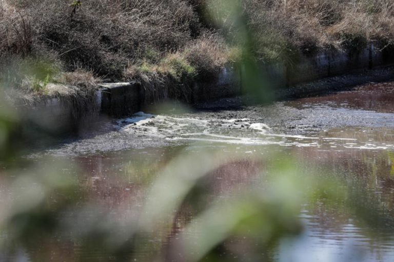 Serviço de Vigilância Ambiental de Leiria registou 254 ocorrências em 2021