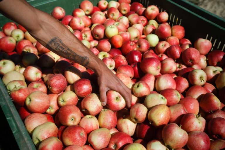 Seca: Produção de maçã na região de Viseu pode ser afetada