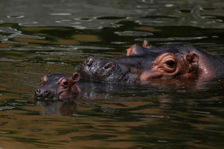 Hipopótamos importados por Pablo Escobar considerados espécie invasora na Colômbia