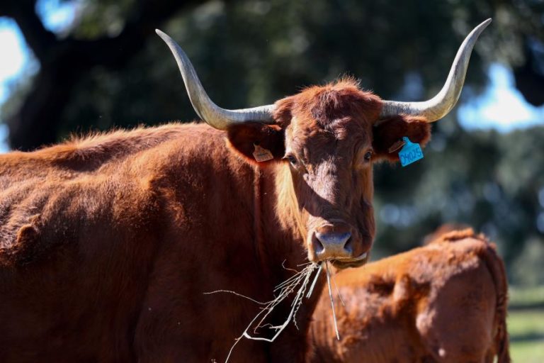 Sem comida nos campos, criadores de gado biológico pedem suspensão de regime alimentar devido à seca.