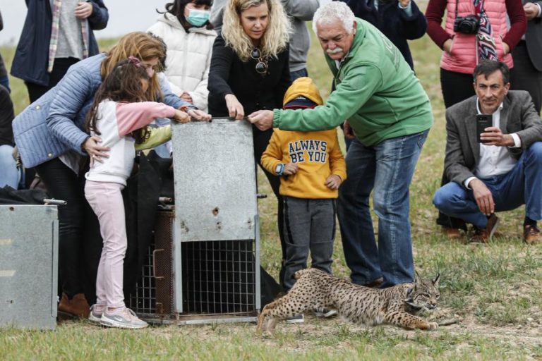 Libertação de linces-ibéricos em Alcoutim alarga área de reintrodução ao Algarve