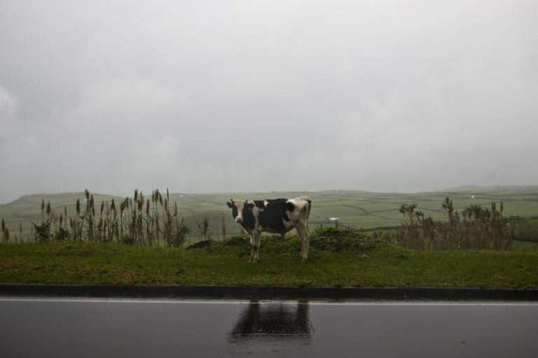 Mais de 60 produtores dos Açores trocaram o leite pela carne em menos de dois anos