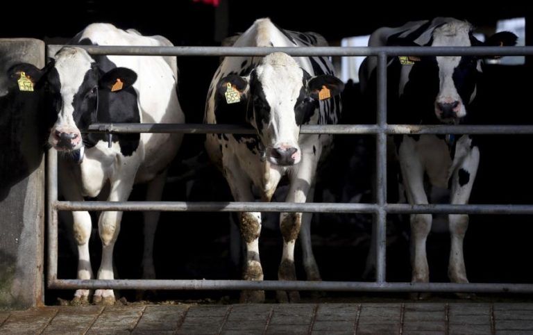 Governo cria linha de crédito de 8,5 ME para produtores de leite de vaca e de suínos