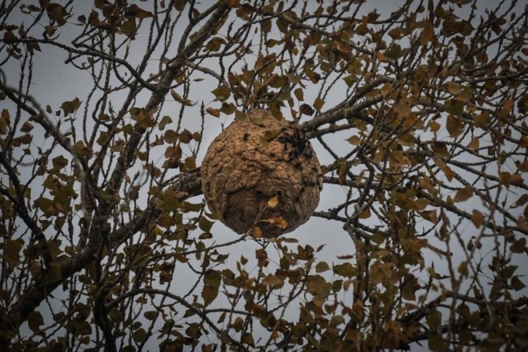 Arcos de Valdevez defende estratégia intermunicipal para travar aumento de vespa asiática