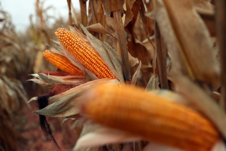 Ucrânia: Produtores de milho debatem “incontornável” subida de preços e pedem apoios