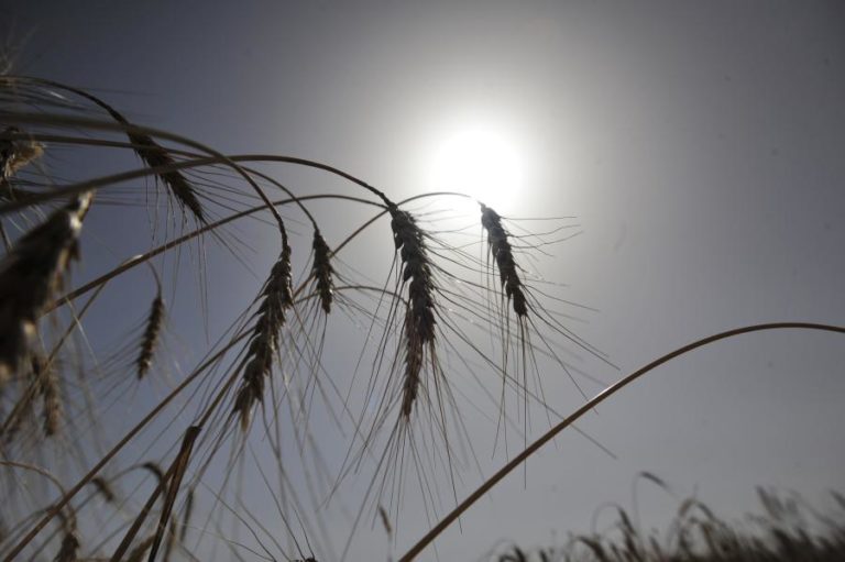 Ucrânia: Ministro angolano diz que mundo “não vai parar de produzir trigo” devido ao conflito