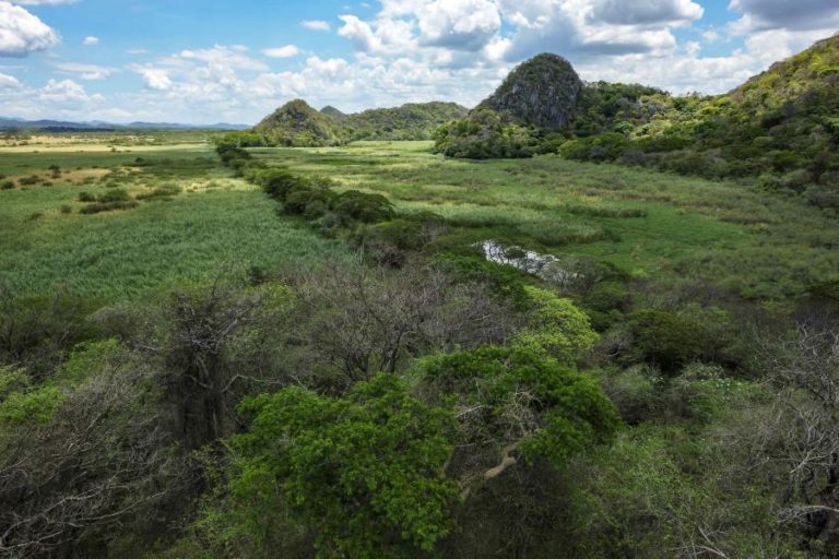 Alterações climáticas empurram Amazónia para risco de se transformar em savana – estudo