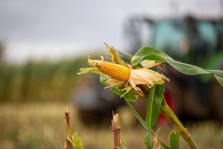 Reserva estratégica alimentar angolana conta com ‘stock’ acima de 200 mil toneladas