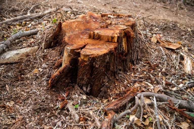 Desflorestação na Amazónia brasileira bate recorde em fevereiro