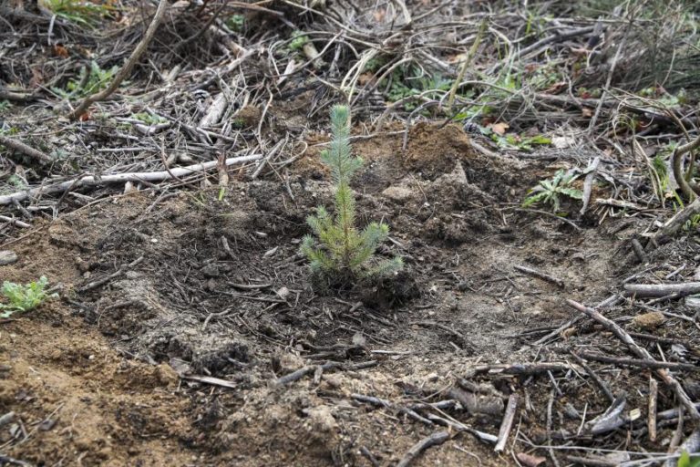 Centro de Inovação em Oliveira do Hospital desenvolve pinheiros mais resistentes à seca