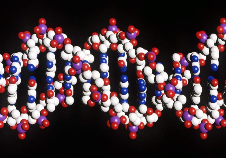 Cientistas publicam primeira sequência efetivamente completa do genoma humano
