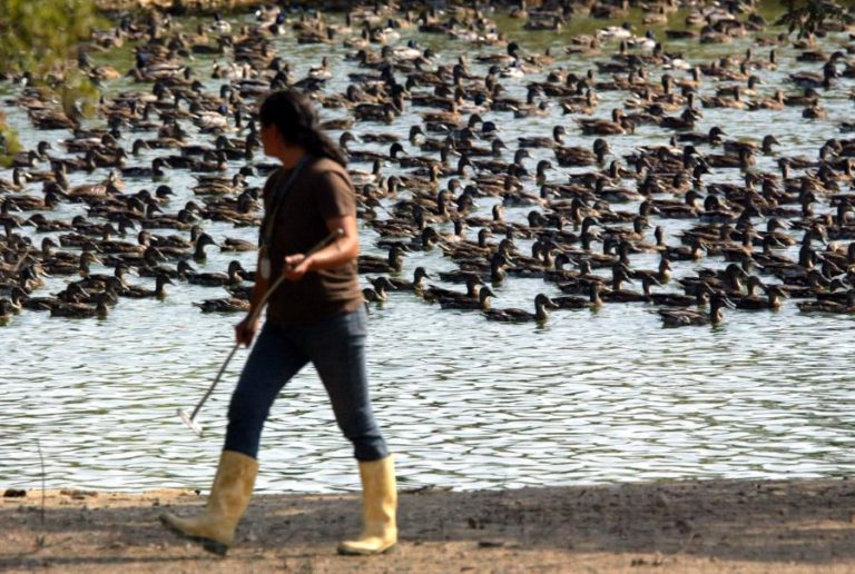 Portugal sem registo de casos de gripe das aves em humanos – INSA
