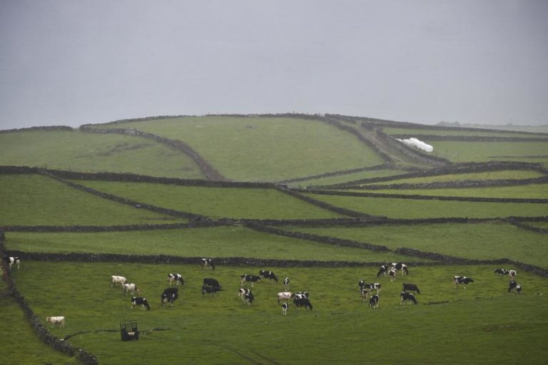 Governo dos Açores anuncia apoios à agricultura no valor de 3ME
