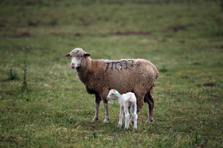 Guerra e exportações fazem subir preço do borrego na Páscoa