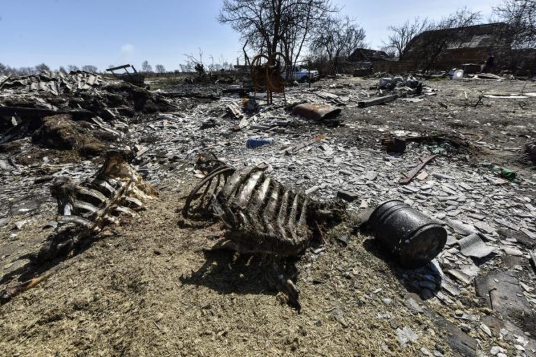 Ucrânia: Mais de 900 corpos de civis descobertos na região de Kiev após retirada russa  – polícia