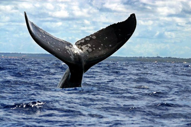 Ambientalistas pedem área protegida para reprodução da baleia-de-bossa em Cabo Verde
