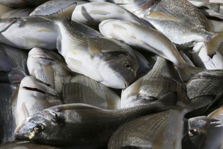 Cientistas reutilizam subproduto do biodiesel em rações de peixes de aquacultura