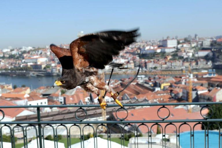 Quatro águias-de-Harris previnem ataques de gaivotas em esplanadas de Gaia e Porto
