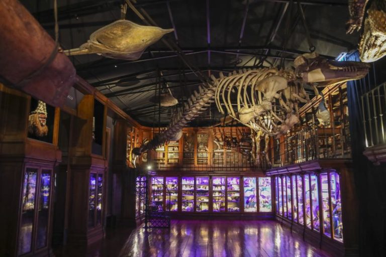 Museus da Ciência de Coimbra abre Gabinete de Curiosidades onde único guia é a luz