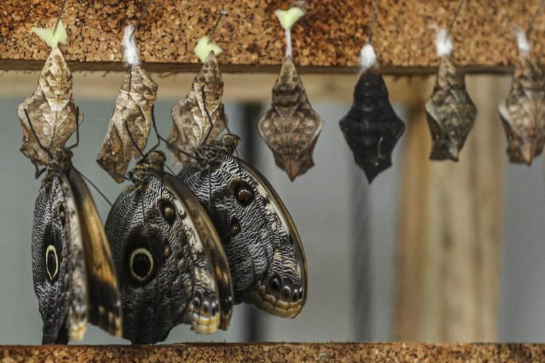 Primeiro borboletário do Algarve tem mais de 50 espécies de todo o mundo