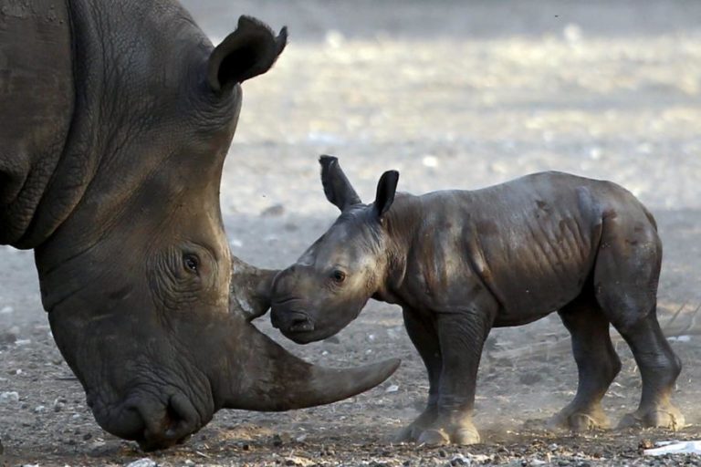 Maior criador de rinocerontes no mundo quer devolver 100 animais à natureza por ano