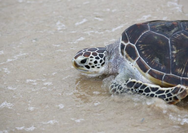 Situação das tartarugas marinhas na Guiné-Bissau é estável mas existem ameaças — investigadora