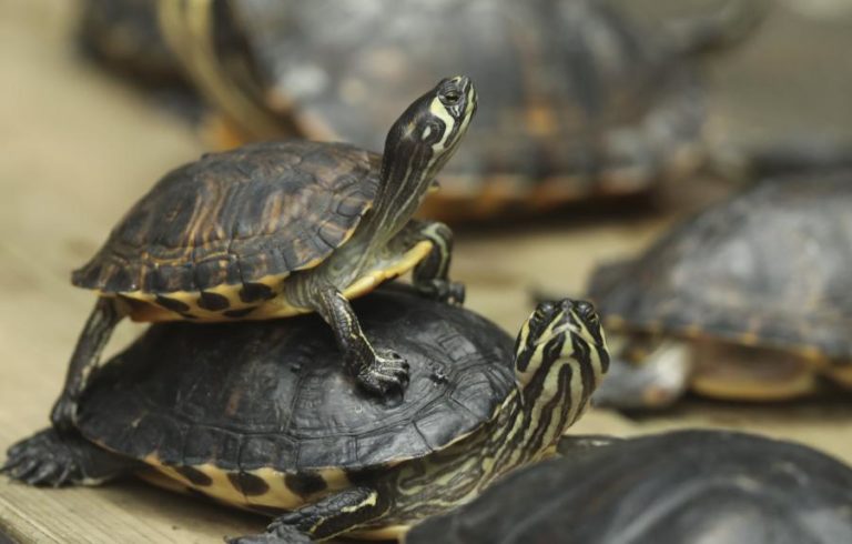Tartarugas em zoos são capazes de evitar efeitos do envelhecimento, revela estudo