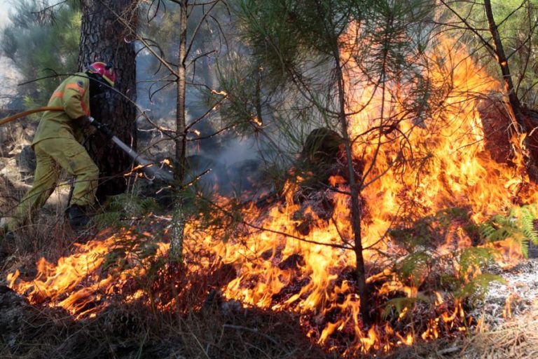 Seis concelhos de Faro, Santarém e Castelo Branco em perigo máximo de incêndio