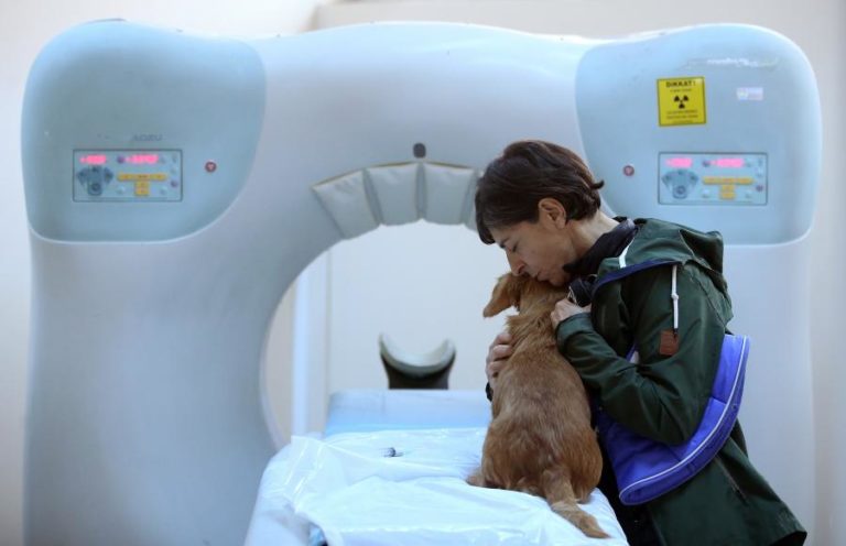 Investigadores lançam ‘site’ para proprietários de animais de companhia com cancro