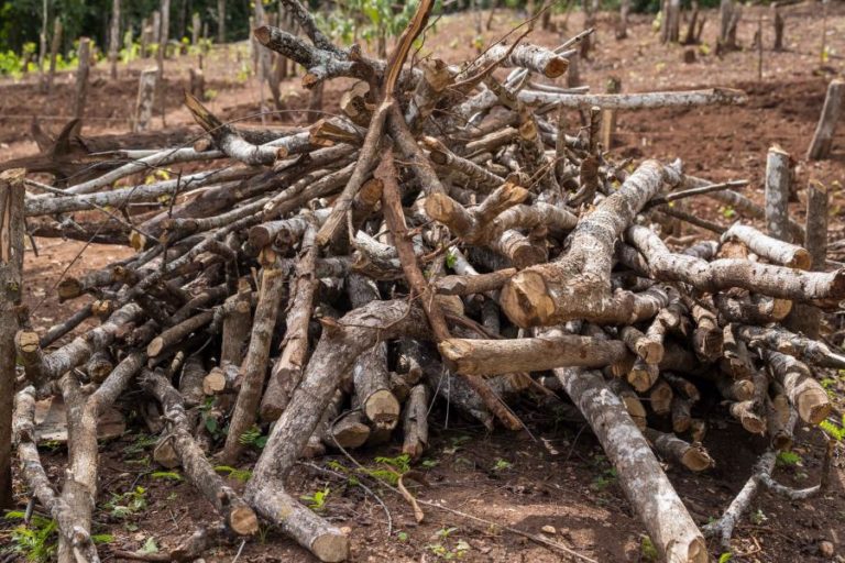Polacos aconselhados a usar lenha das florestas para aquecer casas de forma económica