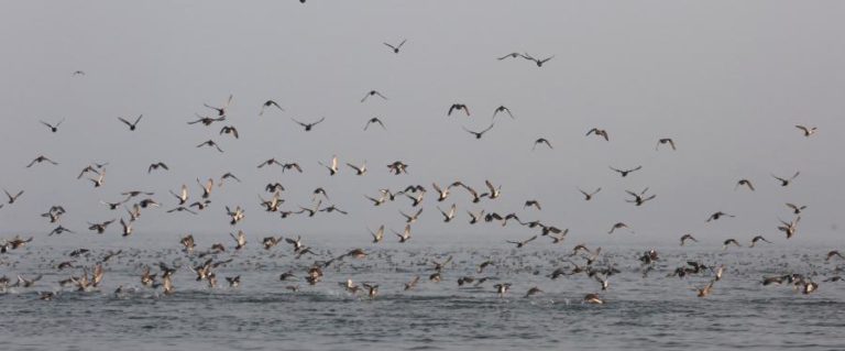 Aves migratórias em declínio pela ação do Homem e alterações climáticas, segundo um estudo