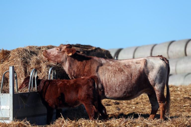 Angola destaca potencialidades do Brasil com realce para a agropecuária
