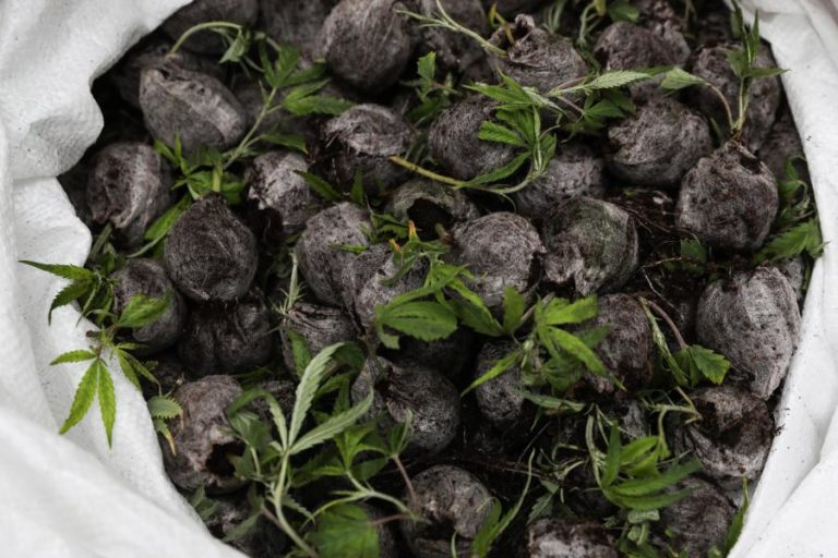 BE volta a defender legalização da canábis um ano após debate no parlamento (C/ÁUDIO)