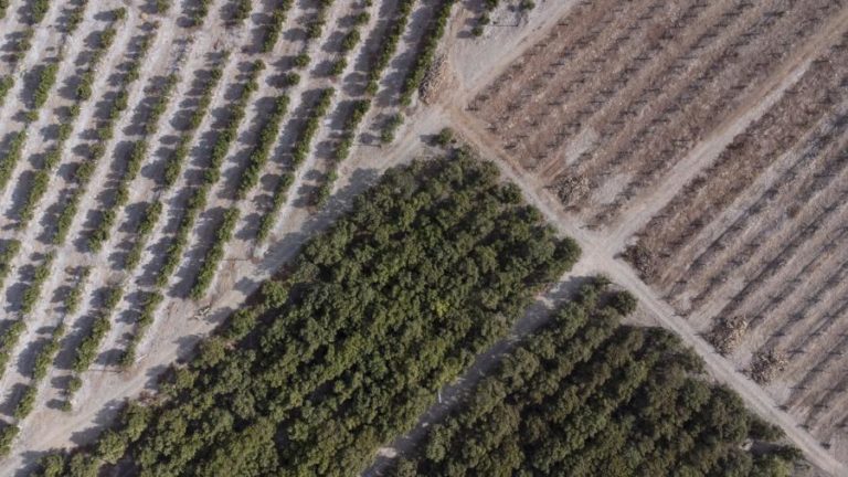 Instituto Europeu de Patentes premeia inventora de plantas que limpam solos contaminados
