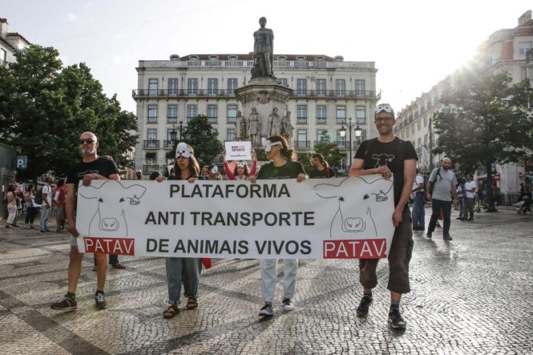 Manifestantes exigem em Lisboa fim do transporte por barco de animais vivos