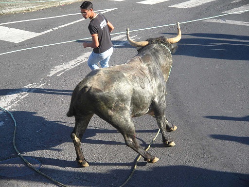 Foto: Luissilveira/Wikipedia Foto: Luissilveira/Wikipedia