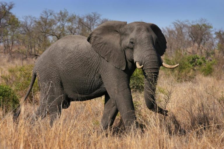 Parques nacionais de África cada vez mais ameaçados pela seca e novos projetos