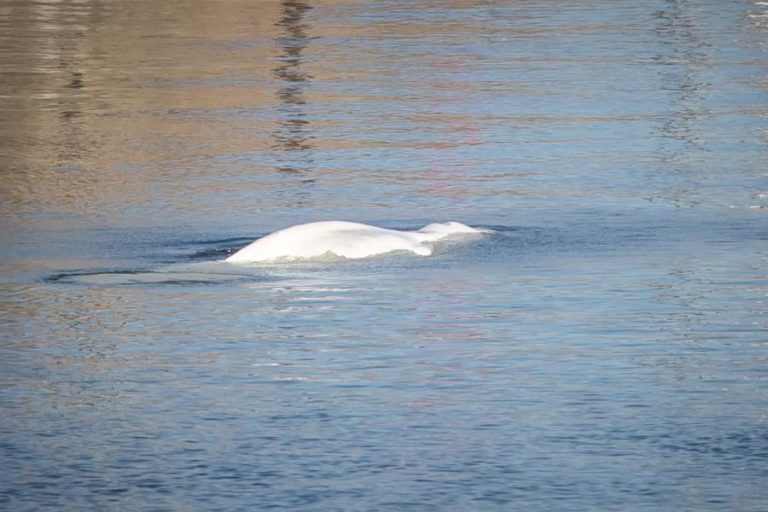 Baleia beluga perdida no rio Sena retirada da água