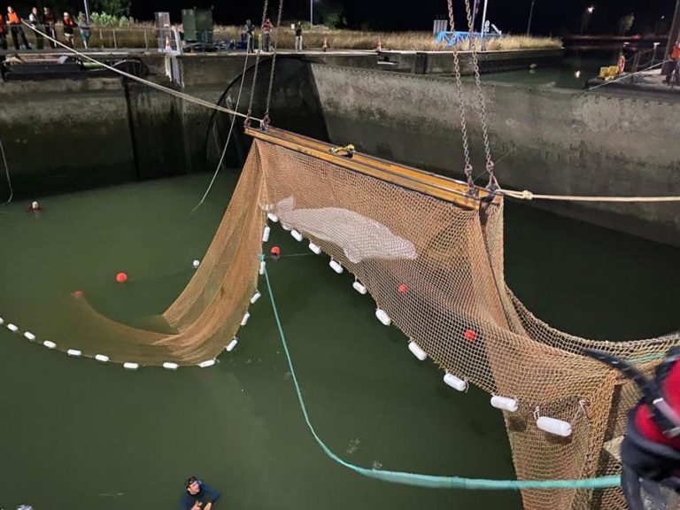 Baleia resgatada do rio Sena eutanasiada durante viagem para a costa